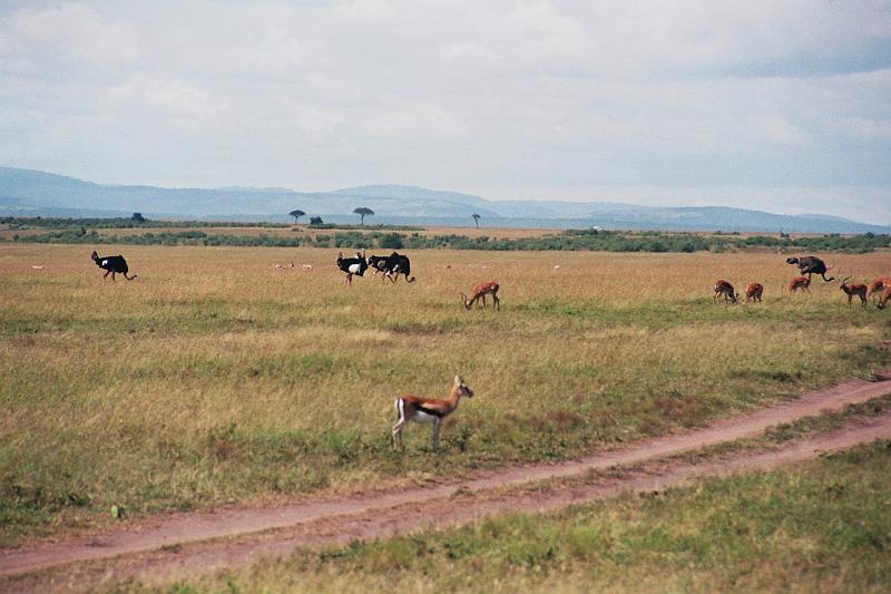 Kenia226