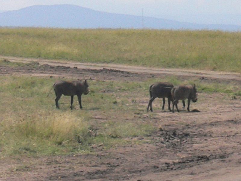 Kenia230