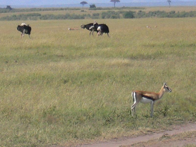 Kenia234