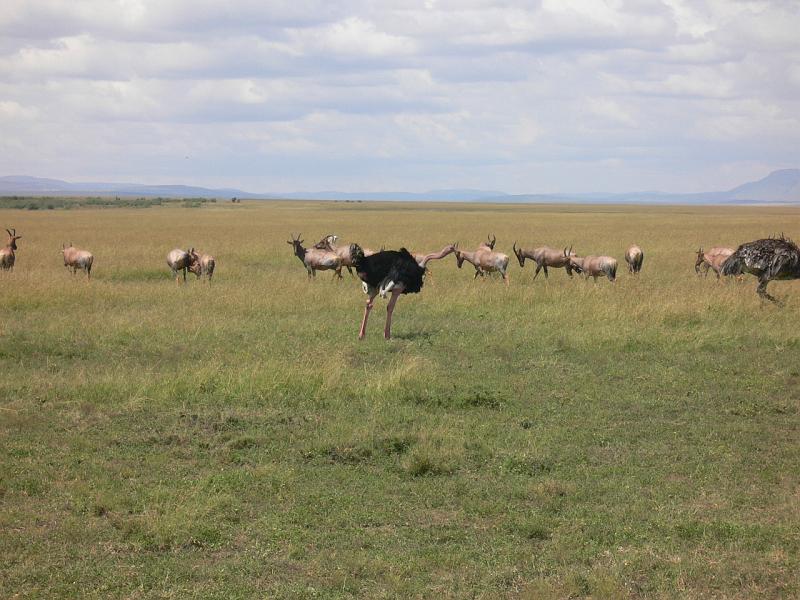 Kenia238