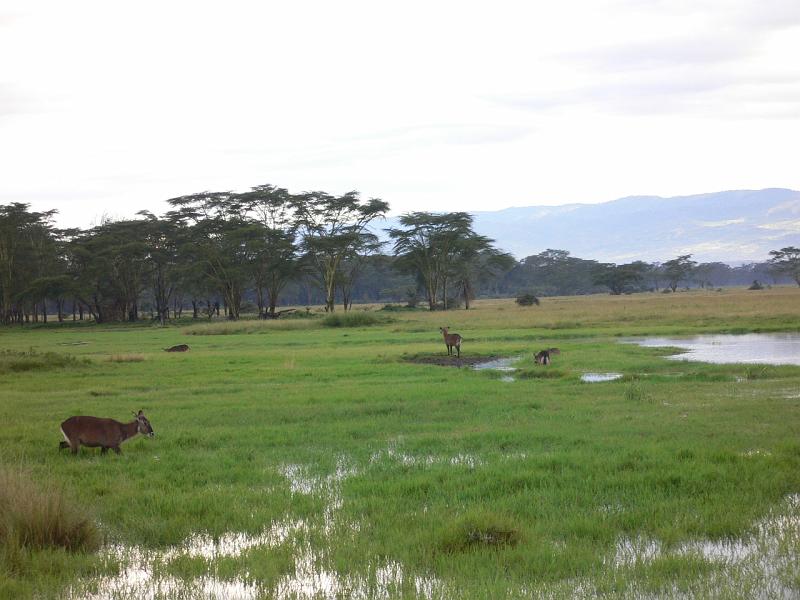 Kenia302