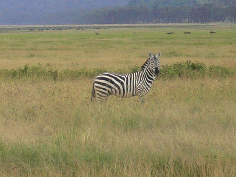 Kenia311