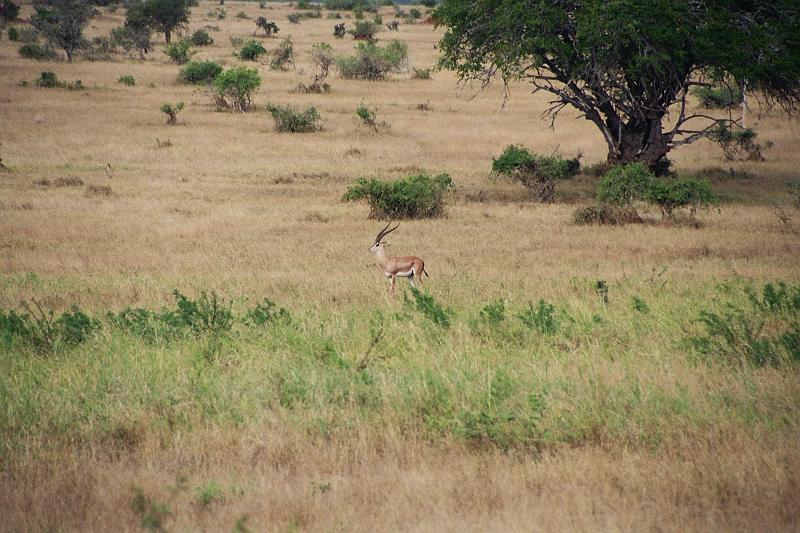 Kenia417