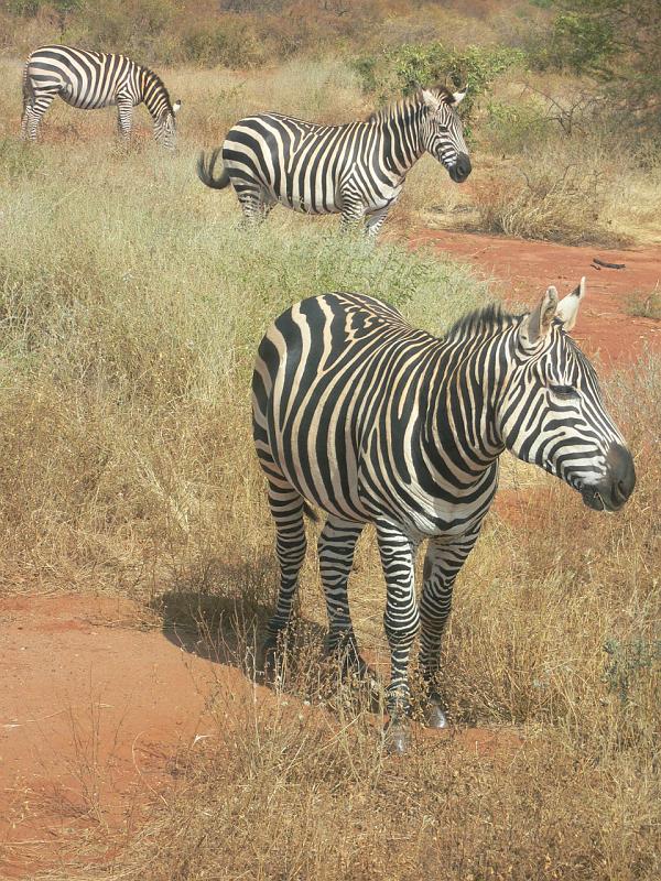 Kenia445