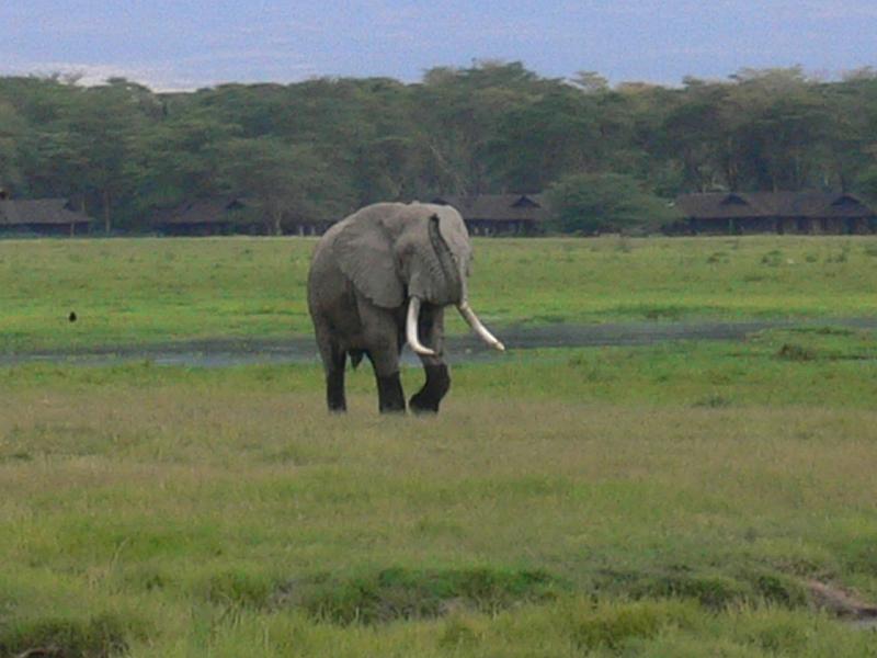 Kenia470