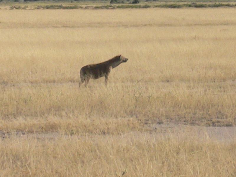 Kenia492