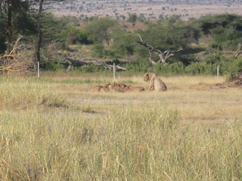 Kenia532
